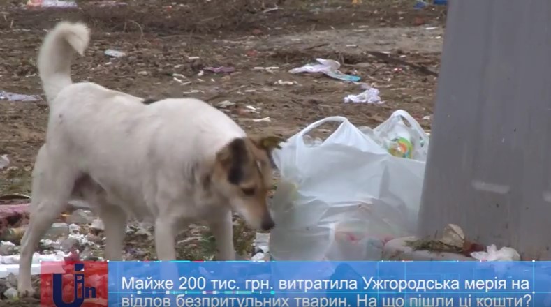 У мерії Ужгорода переконують, що за 2 роки вивезли з міста понад 800 мертвих собак за майже 200 тис грн (ВІДЕО)