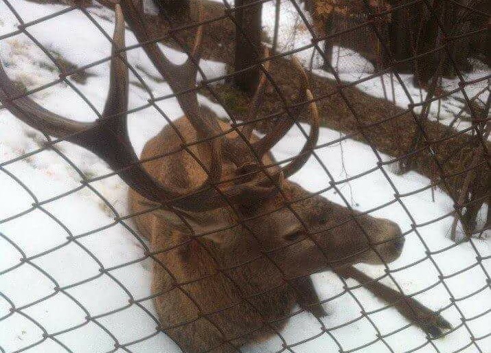 На Рахівщині поранений олень, рятуючись від браконьєрів, прийшов у село (ФОТО)