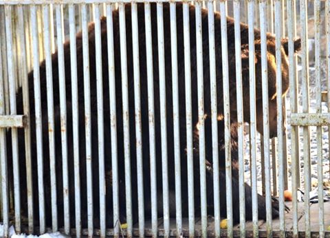 400-кілограмовий Стефан із Хмельницька оселився в Реабілітаційному центрі бурих ведмедів на Закарпатті (ФОТО)