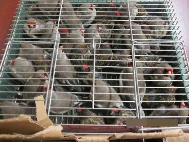 В Угорщині при ввезенні з Закарпаття знову затримали контрабандних пташок (ФОТО)