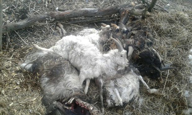 Закарпатець поскидав десятки мертвих кіз під сусідським парканом (ФОТО)