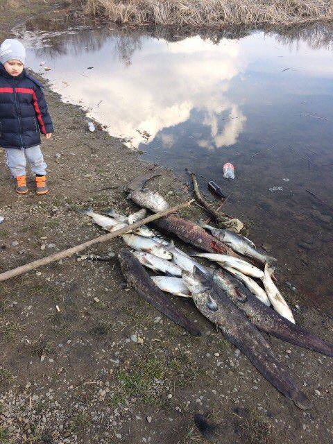 Через бездіяльність орендаря ужгородського озера "Кірпічка" в ньому масово загинула риба (ФОТО)