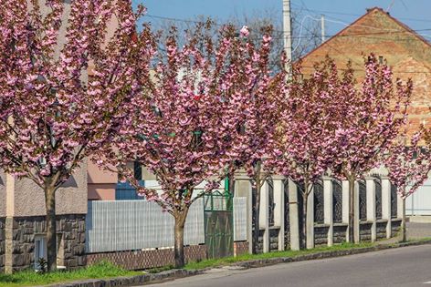 У Мукачеві квітне найдовша алея сакур на Закарпатті (ФОТО)
