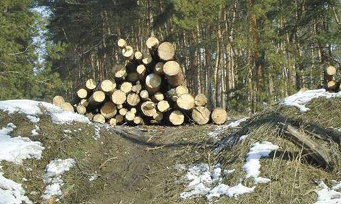 На Рахівщині покарали мешканця району, що без дозволів зрубав на території лісгоспу 3 кубометри дуба