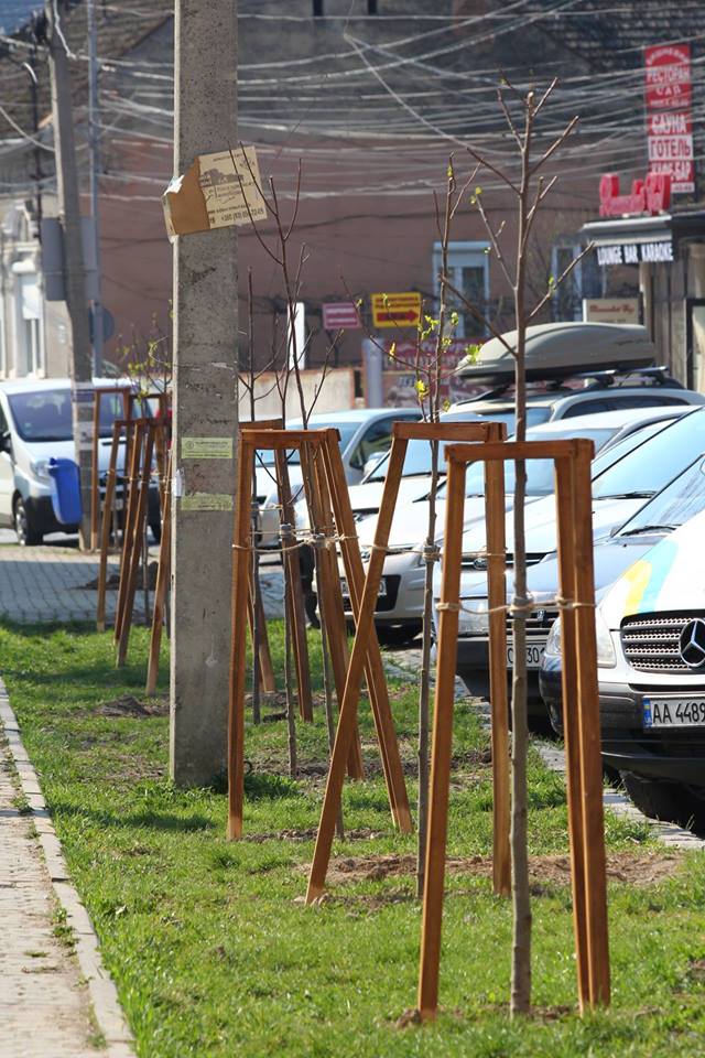 У Мукачеві висадили алею тюльпанових дерев (ФОТО)