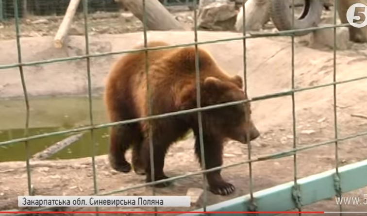 За 5 років роботи Реабілітаційного центру бурих ведмедів на Закарпатті прихисток у ньому знайшли два десятки клишоногих (ВІДЕО)