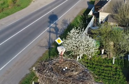 Гніздо лелек у Ракошині зняли з дрона (ВІДЕО)