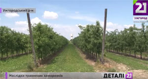 Закарпатські фермери скаржаться на втрату до 50% врожаю яблук, абрикосів та персиків (ВІДЕО)
