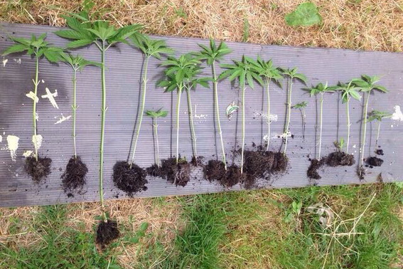 На Мукачівщині в селі під час обшуку вилучили 16 вирощених 39-річним господарем рослин конопель (ФОТО)