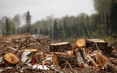 У ході перевірки Перечинського лісгоспу виявлено порушень на понад 30,5 тис грн, оштрафовано 6 посадовців