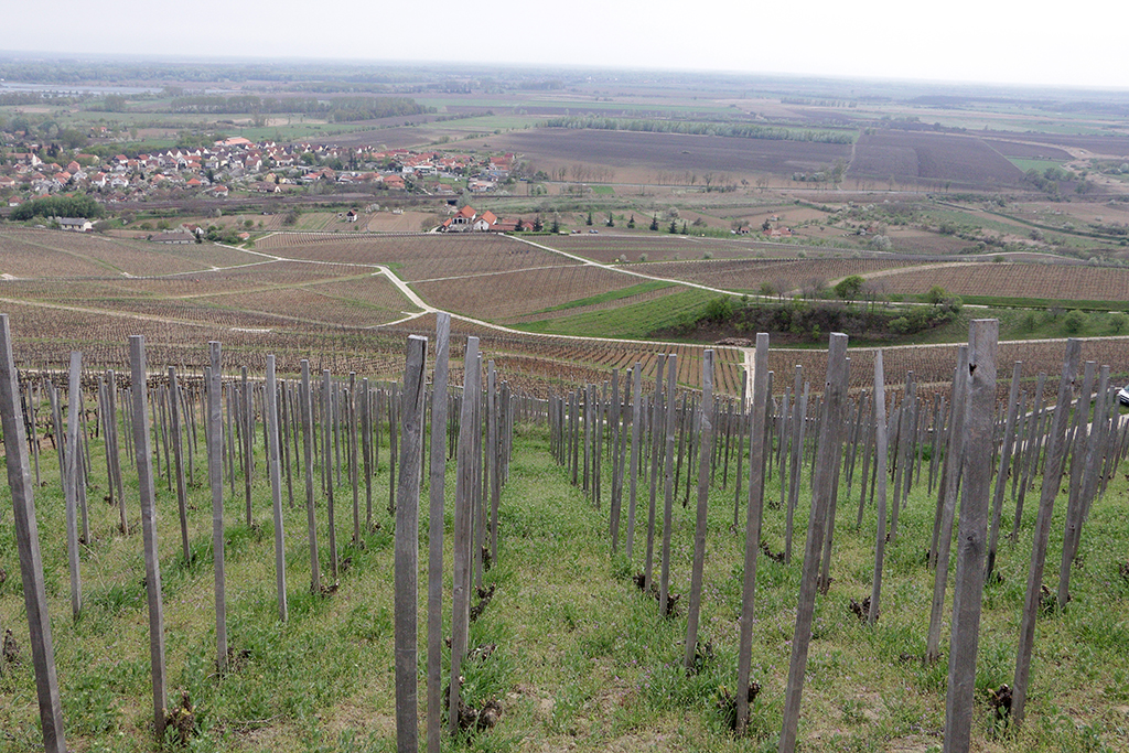 Рік вина в Угорщині і непомірні ліцензії на виноробство в Україні: що можемо запозичити від ЄС?