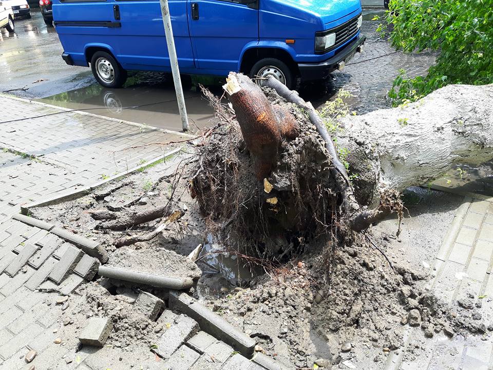 ФОТОФАКТ. У Виноградові негода виривала дерева з корінням і затопила вулиці