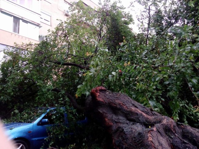 У Мукачеві велетенське дерево впало на автомобіль (ФОТО, ВІДЕО)