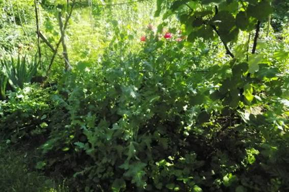 У Кам'яниці, що на Ужгородщині, у квітнику пенсіонерки знайшли макову "самонасіяну" міні-плантацію 