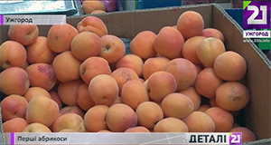 Перші закарпатські абрикоси, що нині з'являються на ринках, вартують майже як імпортні: від 55 до 60 грн за кг (ВІДЕО)