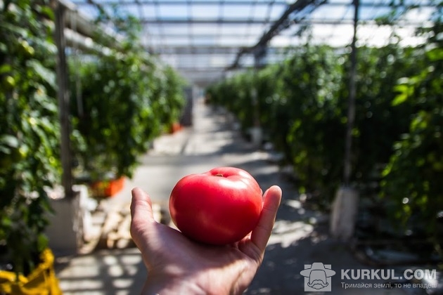 Закарпатські виробники через білорусів підняли ціни на тепличні томати