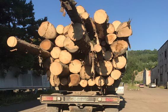 У Лопухові на Тячівщині зупинили "Урал", завантажений майже 50 кубами деревини без чіпів (ФОТО)