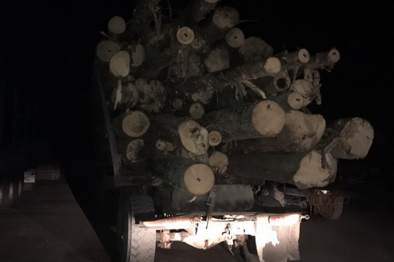 На Тячівщині затримали вантажівку з майже 20 кубами хвойної деревини без відповідної документації (ФОТО)
