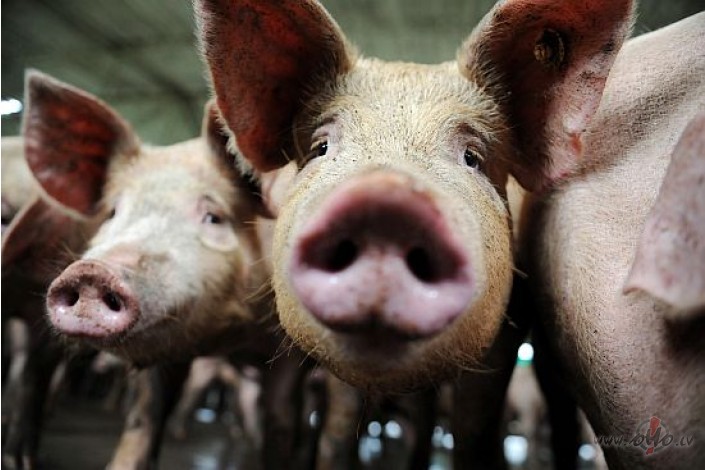 Випадок африканської чуми свиней зафіксовано й на Міжгірщині