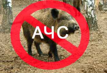 На Міжгірщині також виявили труп дикого кабана, зараженого африканською чумою свиней