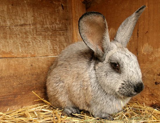 "Ображеного" крадія кролика у Нижніх Воротах "вичислили" за допомогою відеокамери