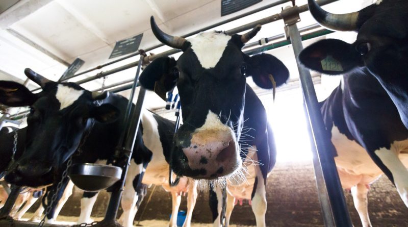 Середній надій молока від корів у сільгосппідприємствах Закарпаття зріс у у 1,9 рази 