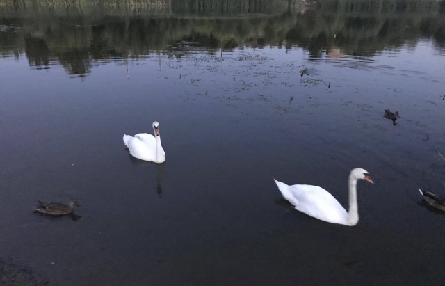 На річці Уж та озері Кірпічка в Ужгороді знову з'явилися лебеді (ФОТО, ВІДЕО)