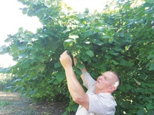 На Ужгородщині чоловік виростив цілий сад фундука