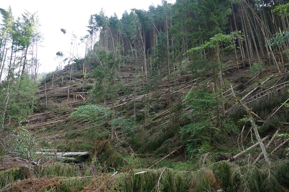 Буревій на Рахівщині поламав понад 71 га лісу (ФОТО)