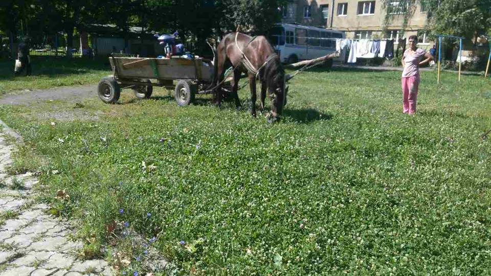 У Мукачеві штрафують за випасання коней на зелених зонах