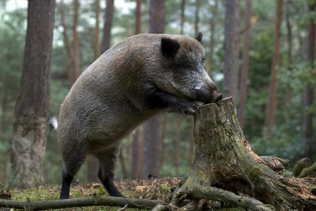 На Закарпатті через випадки африканської чуми свиней проведуть відстріл диких кабанів для моніторингових досліджень