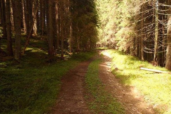 Нова лісова дорога  об’єднає два сусідні райони – Тячівський та Рахівський 