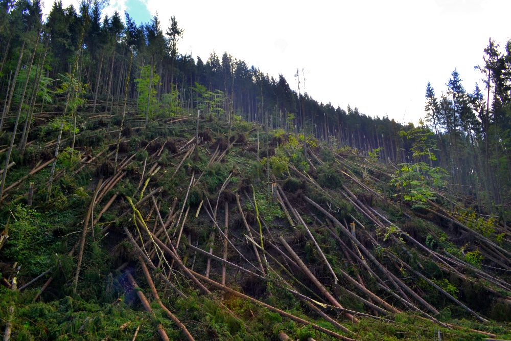 Під час останнього бурелому на Закарпатті пошкоджено майже 2 тис га лісу