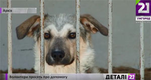 Волонтери просять допомогти матеріалами для утеплення притулку для бездомних тварин в Ужгороді (ВІДЕО)