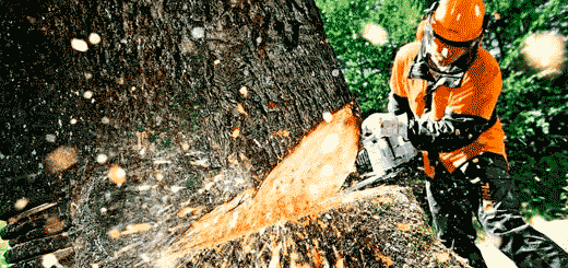 На Рахівщині місцевому підприємцю оголошено про підозру у незаконній порубці дерев на понад 650 тис грн
