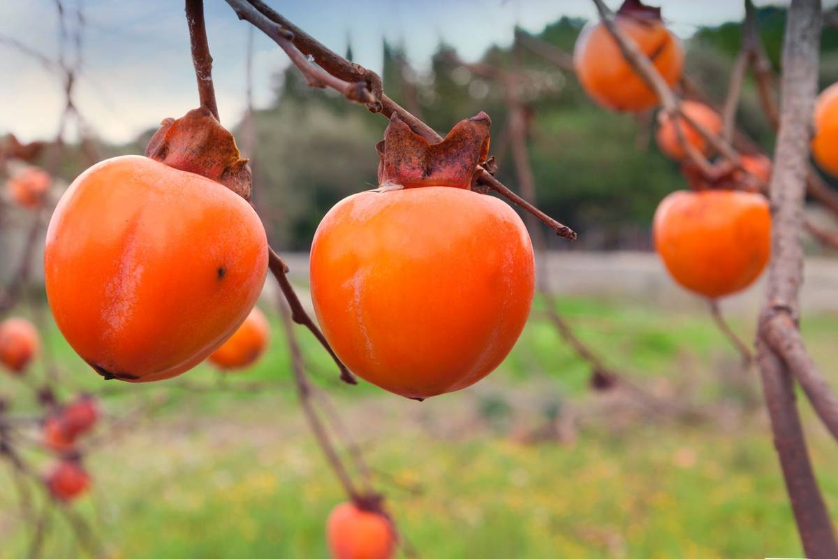 Хурма з виноградівської Чорної гори приносить прибутку в рази більше, ніж яблука