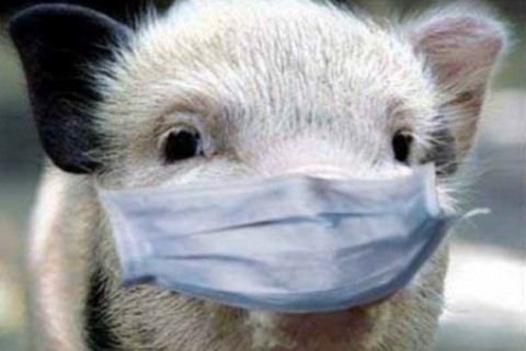 На Закарпатті через АЧС відстріляно сотню диких свиней, у семи випадках вірус підтвердився