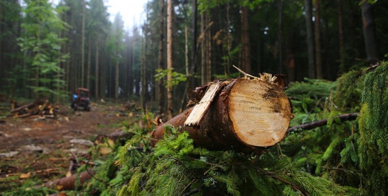 Аграрний комітет ВР констатував необхідність реформ у лісовому господарстві України