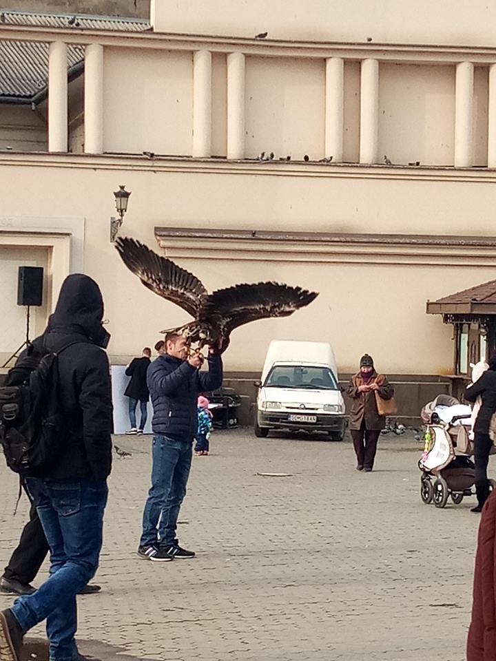 Червонокнижного орла, з яким пропонували фотографуватися перехожим в Ужгороді, вилучили (ФОТО)