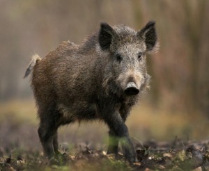 Нові випадки африканської чуми свиней фіксують на Закарпатті