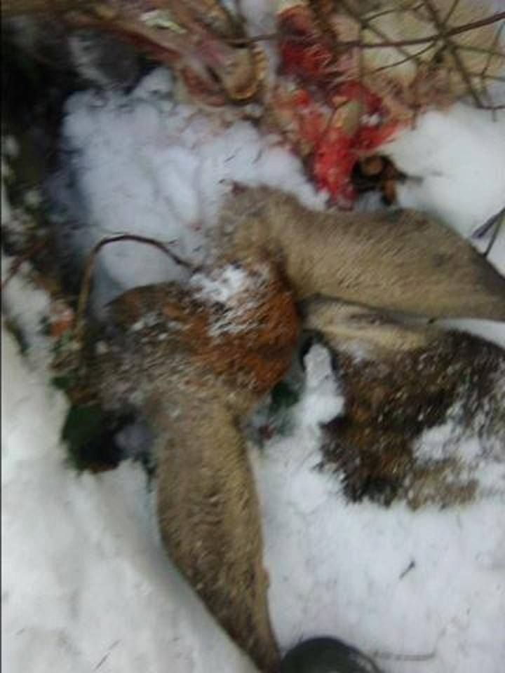 На Воловеччині виявили факт вбивства браконьєрами оленя (ФОТО)