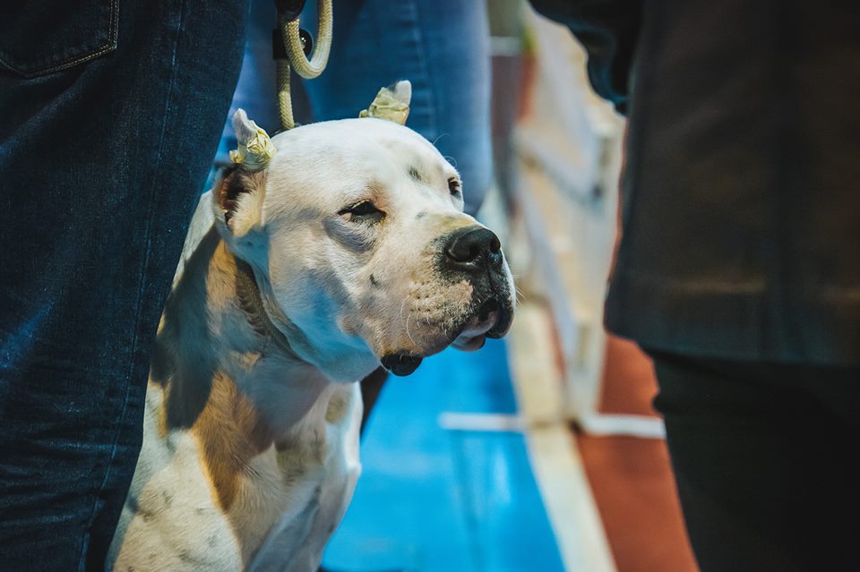 В Ужгороді проходить виставка собак (ФОТО)