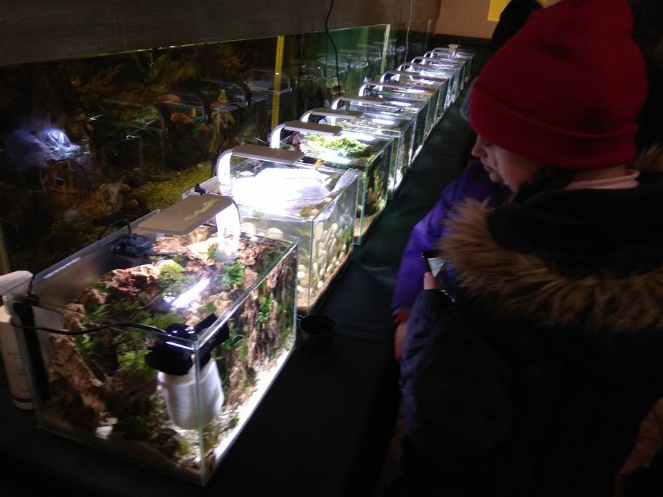 В Ужгороді вчетверте змагаються у мистецтві оформлення мініатюрних акваріумів (ФОТО, ВІДЕО)