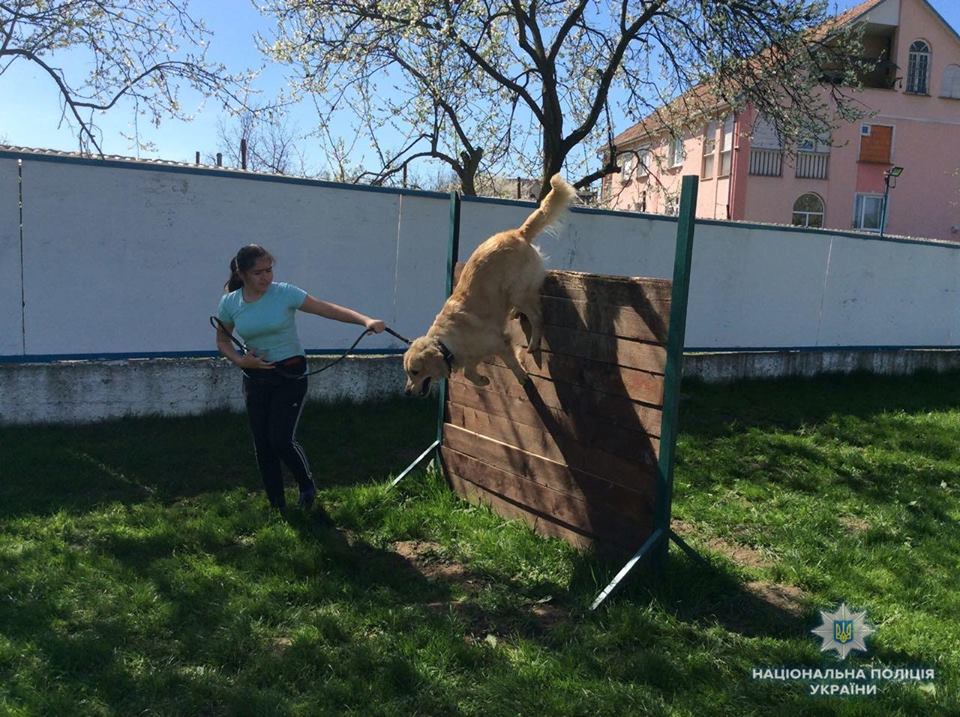 Школярів Мукачева навчають дресируванню собак (ФОТО)
