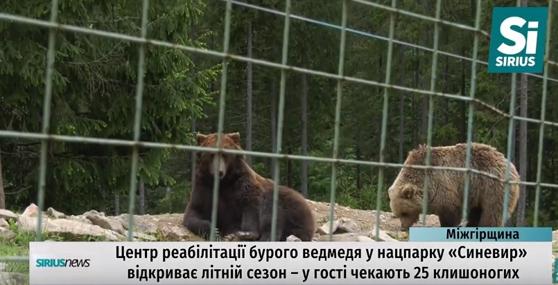 Центр реаблітації бурих ведмедів у закарпатському нацпарку "Синевир" відкриває сезон (ВІДЕО)