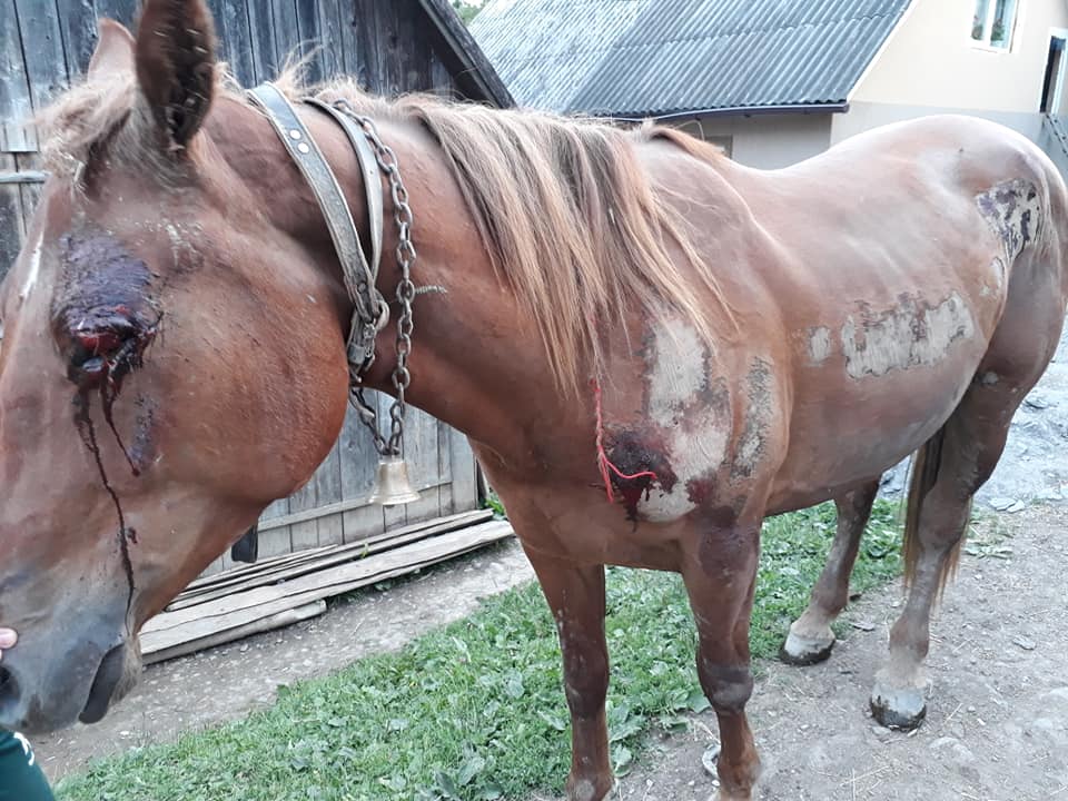За фактом жорстокого поводження із конем на Рахівщині розпочато кримінальне провадження