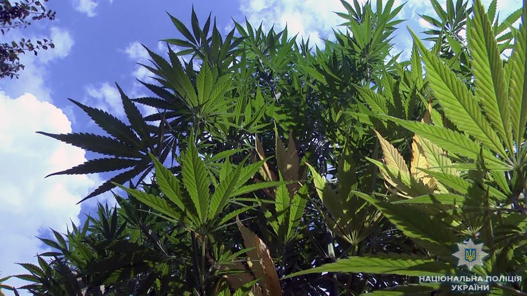 Неподалік Ужгорода у фермера виявили посіви канабісу та розфасовану марихуану на 39 млн грн