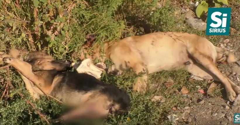 В Ужгороді знайшли трупи двох жорстоко вбитих собак, в одного – відтята голова (ВІДЕО)
