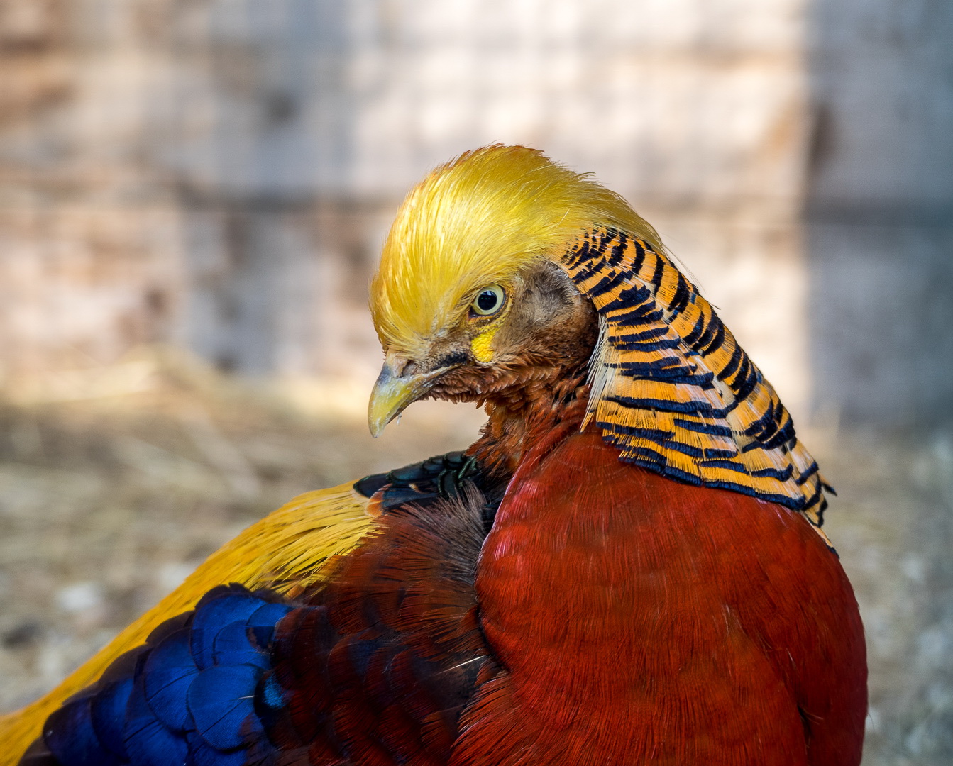 Перший фазанарій з рідкісними породами цих птахів з'явився на Закарпатті (ВІДЕО) 