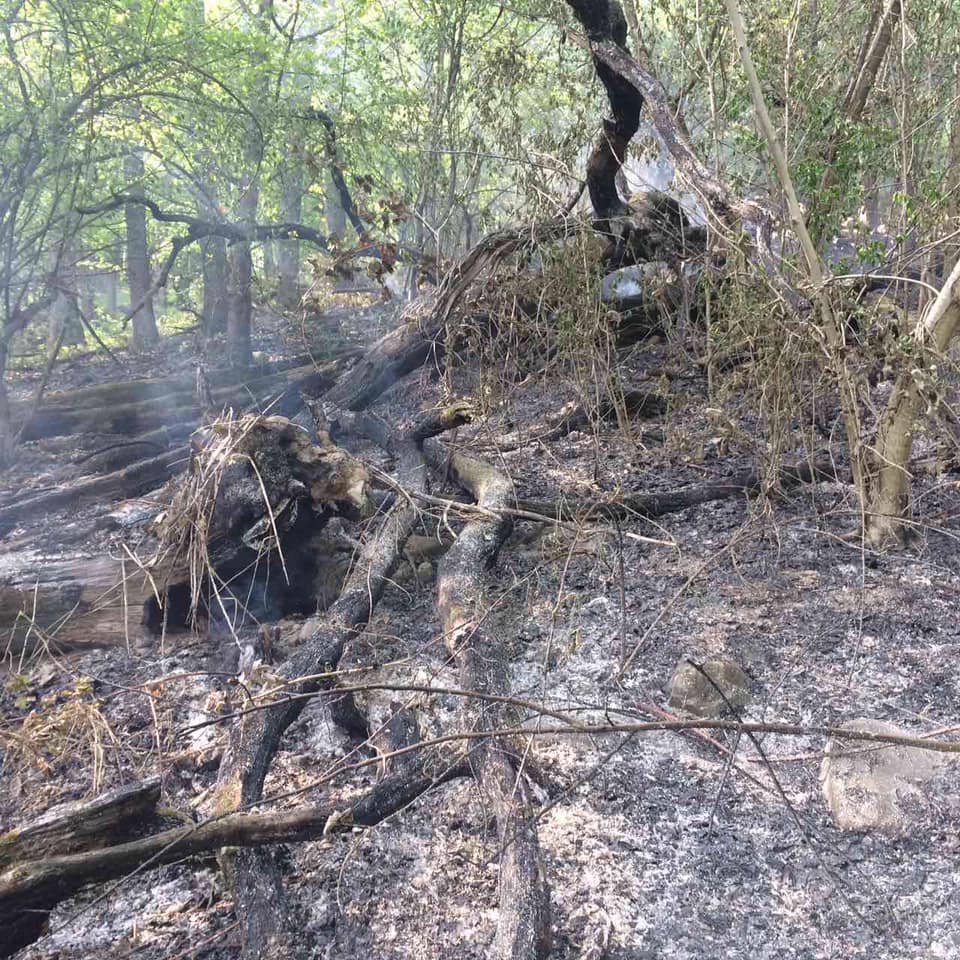 На Ужгородщині через підпали сухостою лісівники готують матеріали для проведення розслідувань (ФОТО)